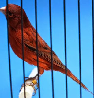 Merah dan Kenari hitam mengenali Advantage Plus Picture - Trik Burung