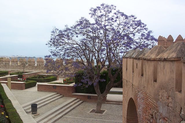 Kiri: el árbol salvador