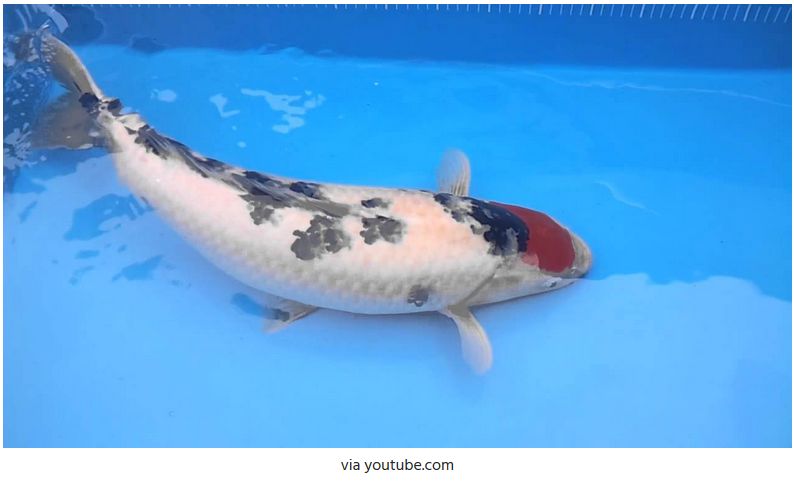 Jenis-Jenis Ikan Koi dan Gambarnya