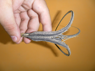 Proboscidea sabulosa There is visible the 4-angular lateral edge of claws
