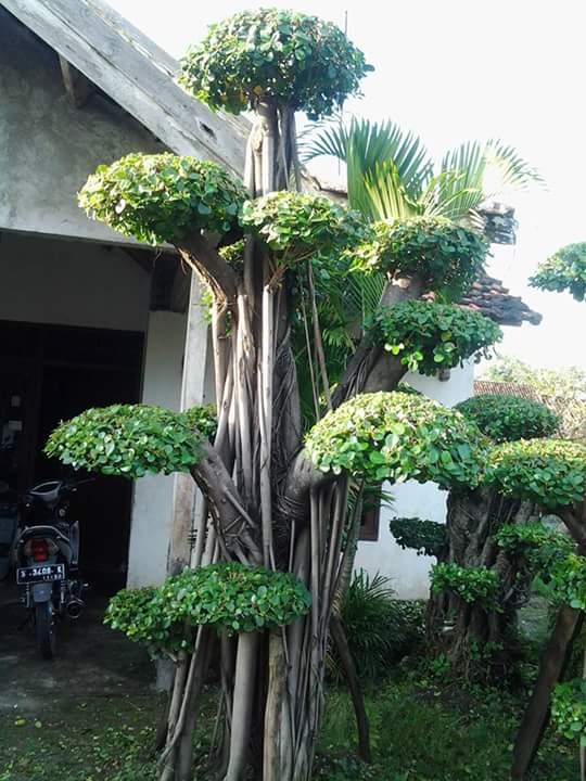 Jual Harga Murah Bonsai Iprik Dolar (Beringin Korea)