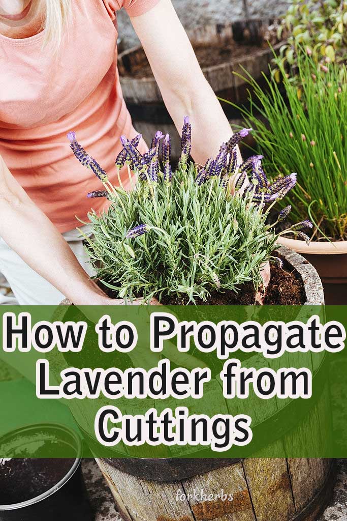 How to Propagate Lavender from Cuttings 7 Steps