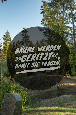 Die 50 besten Zitate zu den Themen Wald und Bäume | Waldzitate | Baumzitate | Naturzitate | Zitate-Wald | Inspirierende-Zitate