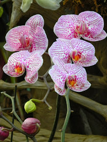 Centennial Park Conservatory tropical house Phalaenopsis orchid by garden muses-not another Toronto gardening blog