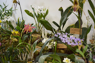 , Mostre primaverili: Horti di Veio e Monteporzio catone 2017, diarid'orchidee