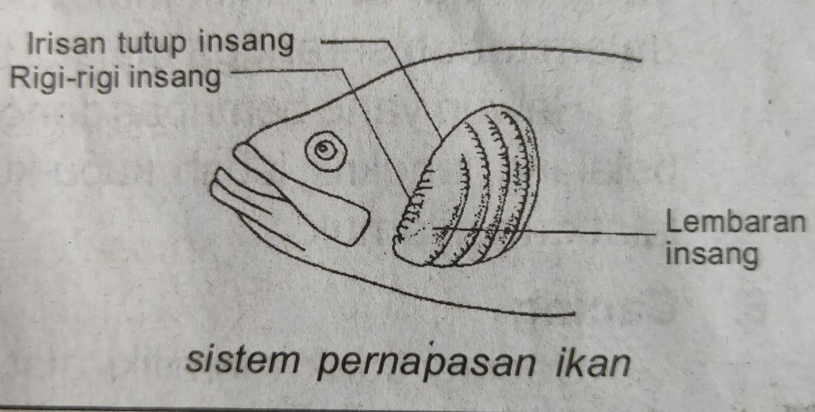 Apa Saja Organ Pernapasan Pada Hewan  PortalJawa