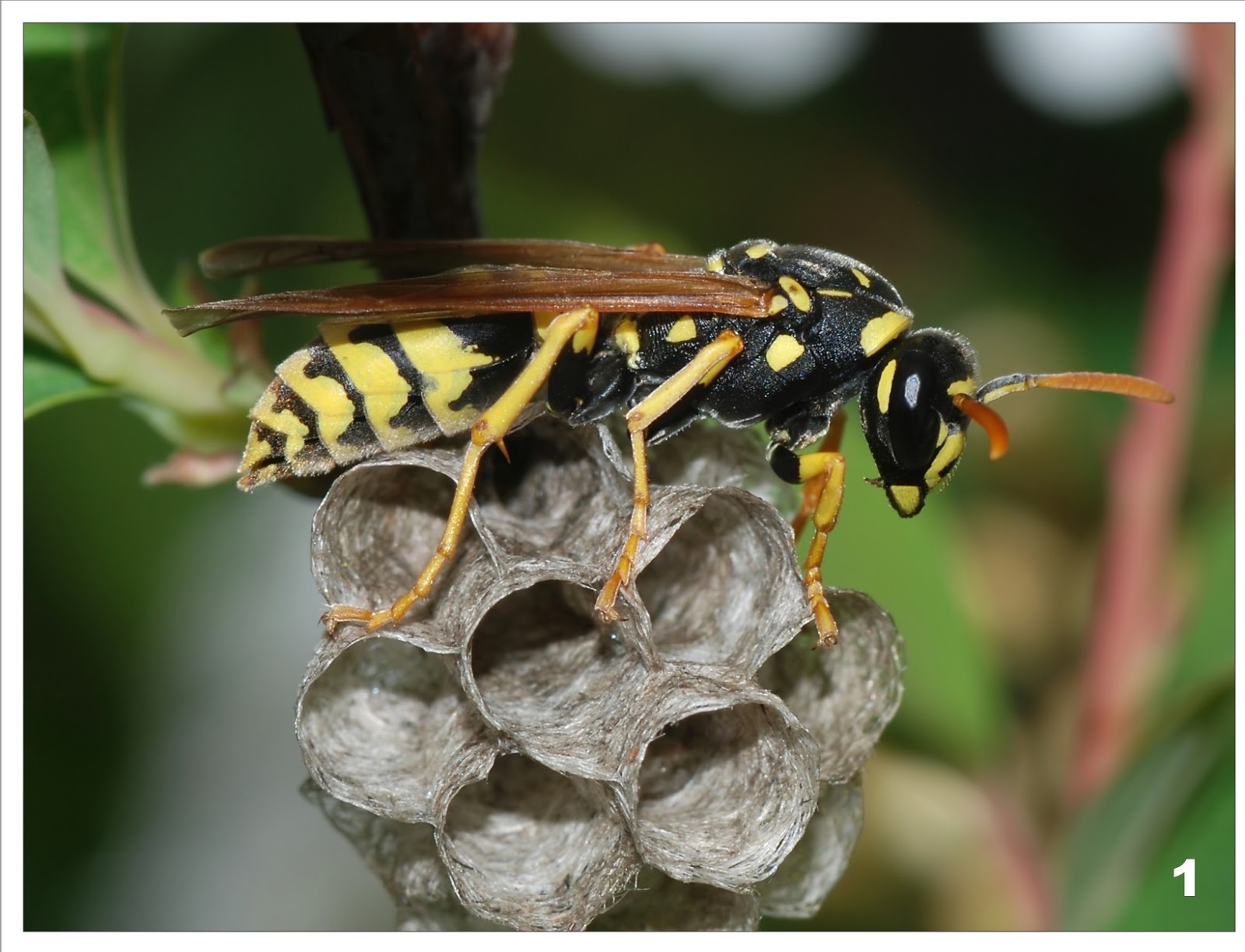 Do Mothballs Get Rid Of Wasps