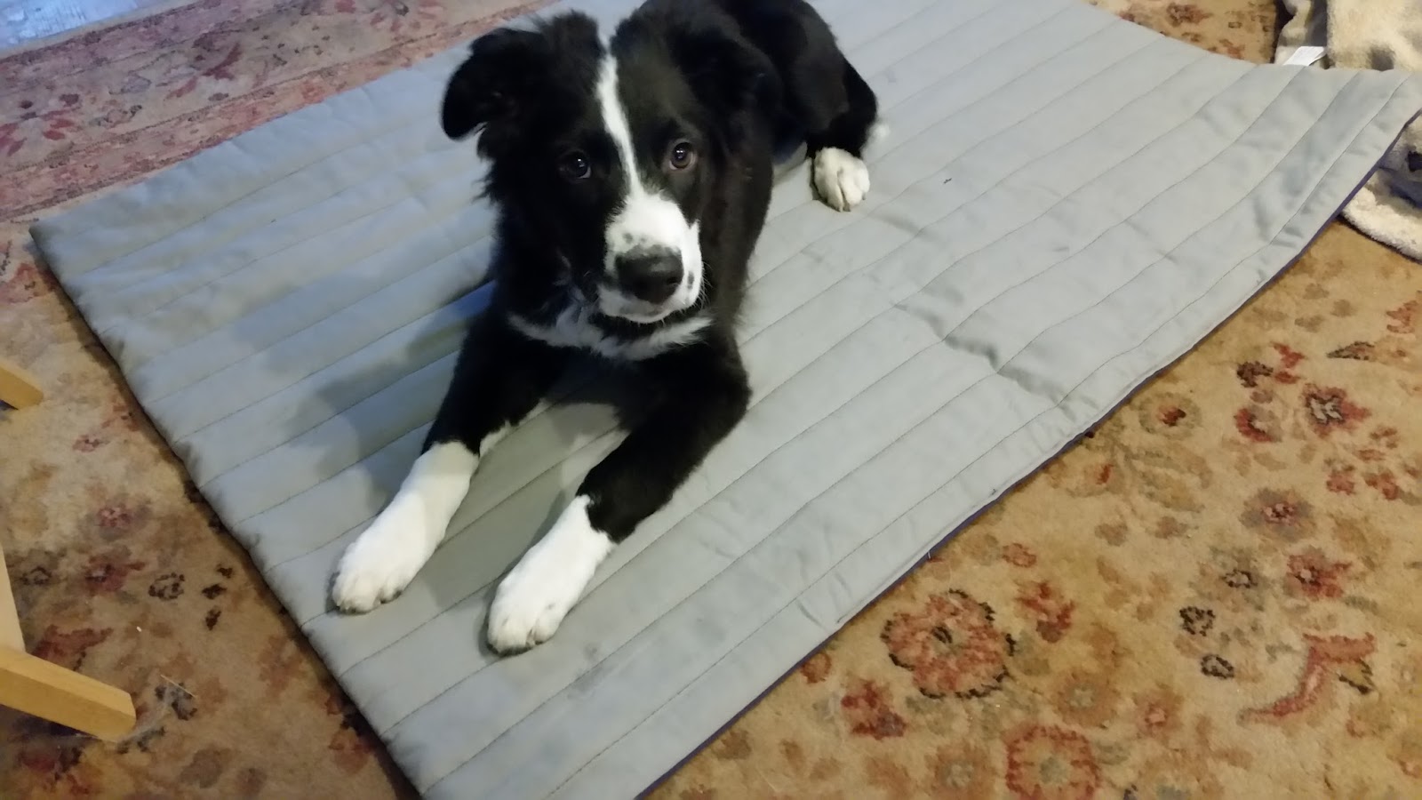 Dog Training Mats Grass Dog Training Mats Grass