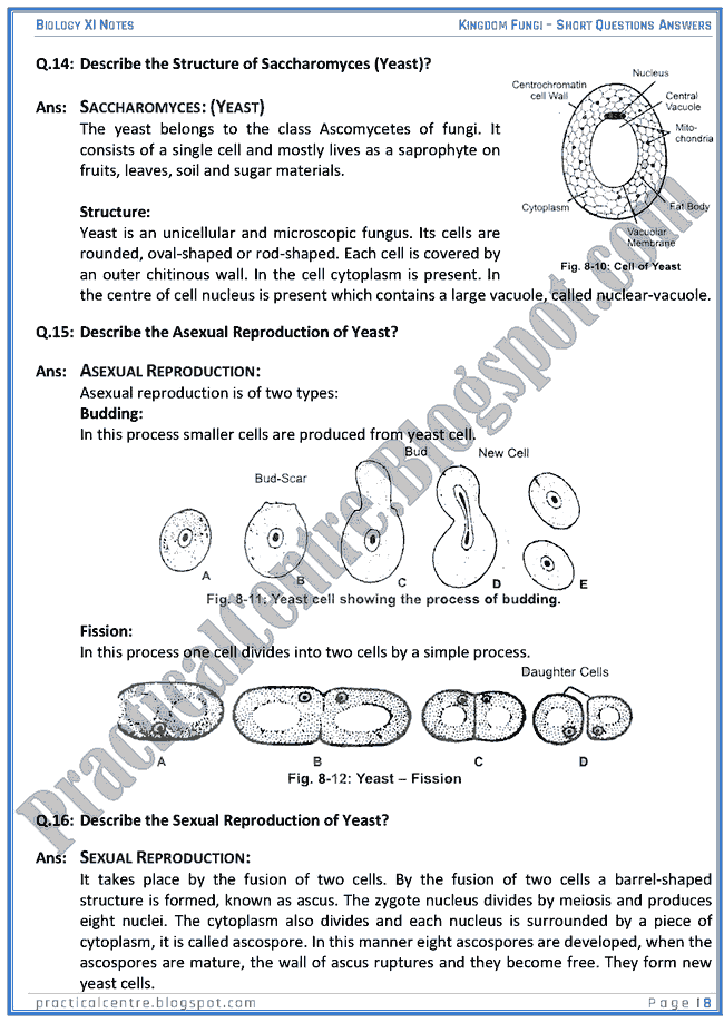 Kingdom Fungi - Short Questions Answers - Biology XI