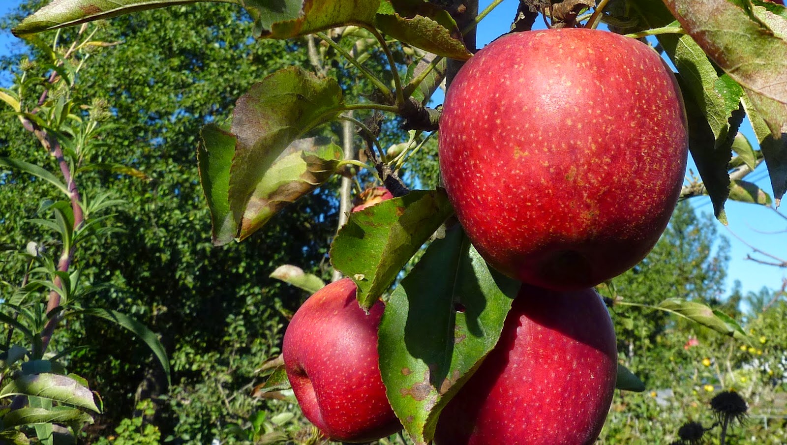 BEing Rooted a Practice in Essential Living October 2014