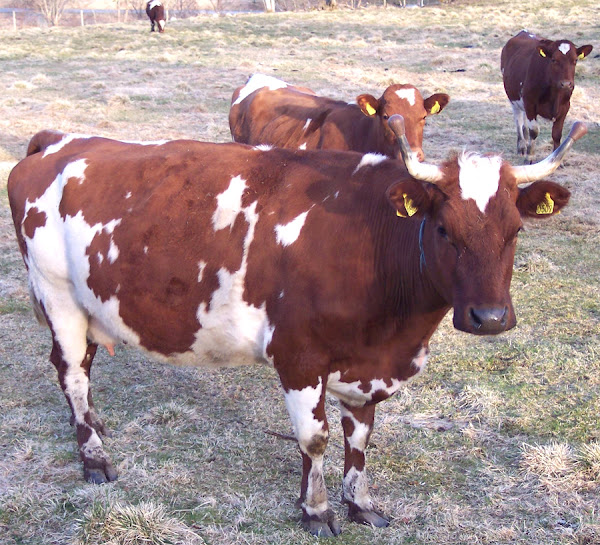 norwegian red cattle, about norwegian red cattle, norwegian red cattle breed, norwegian red cattle breed facts, norwegian red cattle breed info, norwegian red cattle behavior, norwegian red cattle care, caring norwegian red cattle, norwegian red cattle color, norwegian red cattle characteristics, norwegian red cattle coat color, norwegian red cattle facts, norwegian red cattle for milk, norwegian red cattle for meat, norwegian red cattle origin, norwegian red cattle photos, norwegian red cattle pictures, norwegian red cattle personality, norwegian red cattle rarity, norwegian red cattle rearing, raising norwegian red cattle, norwegian red cattle size, norwegian red cattle temperament, norwegian red cattle uses, norwegian red cattle weight