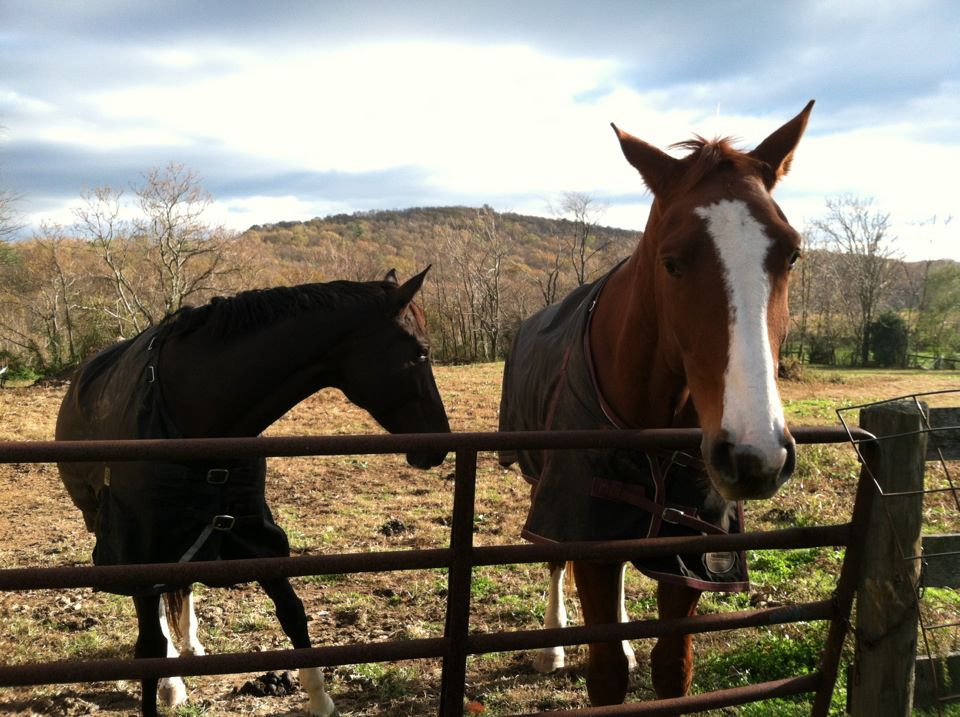 Pony Sightings Horses in Marshall, VA!
