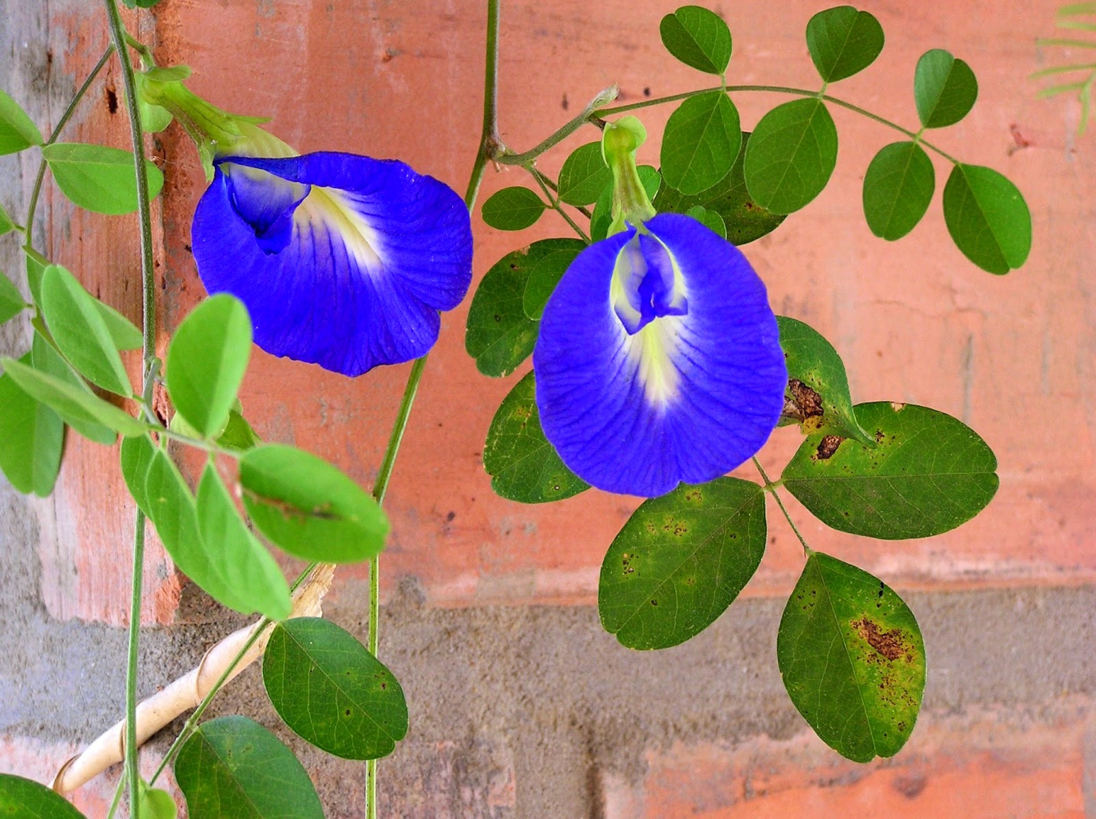 ReeNgan: Javara dan Si Ungu Minuman Kembang Telang