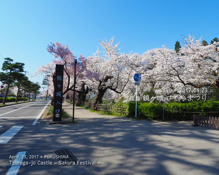 鶴ヶ城の桜がすごい！ (3) 二の丸エリア