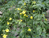 Jazmín de invierno (Jasminum nudiflorum)