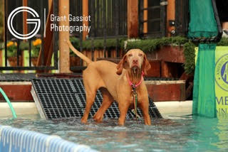 Rosie cheering for Lily in dock diving