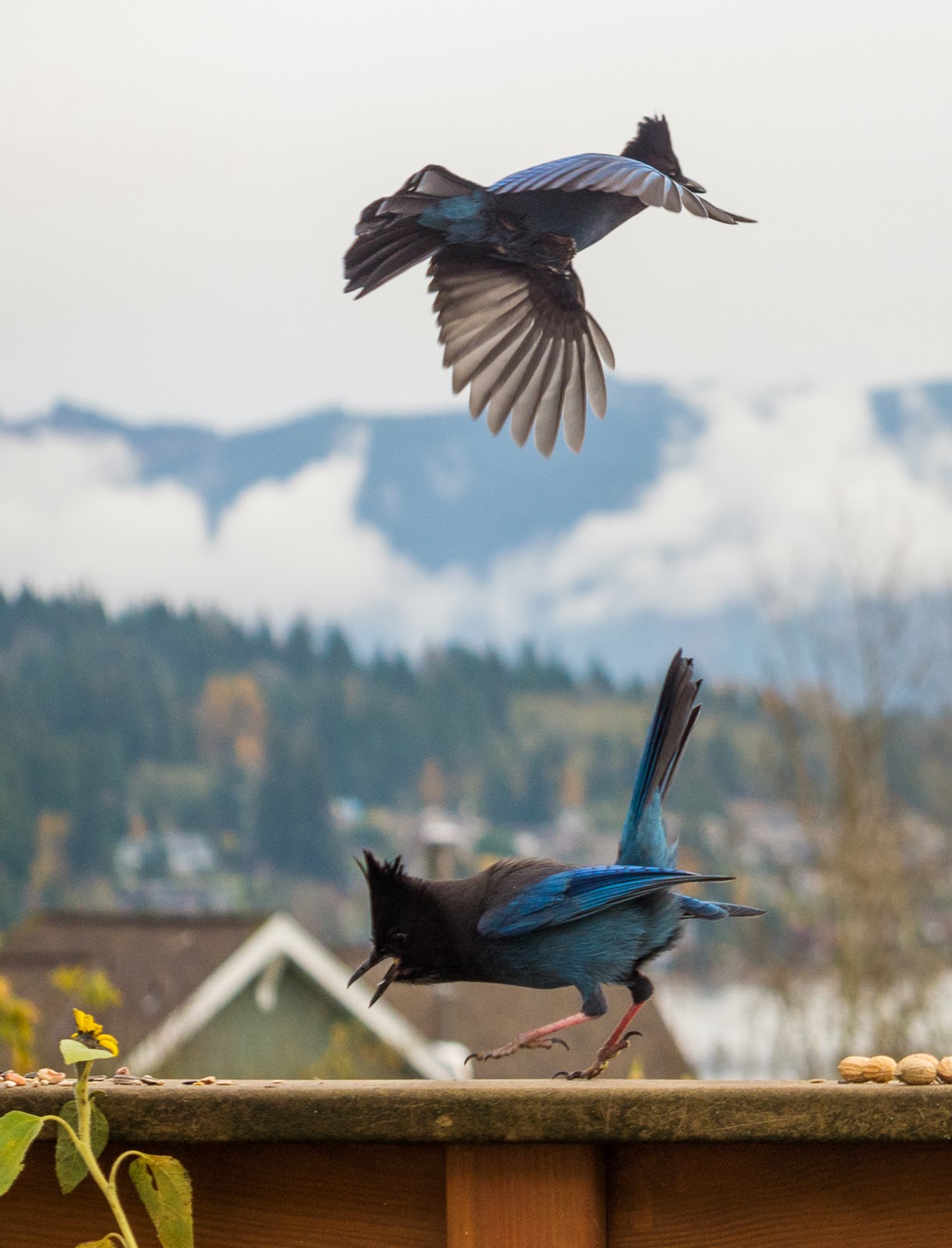 Chaikins of Bellingham: Dancing Jays and Crows and the Big Guy Watching