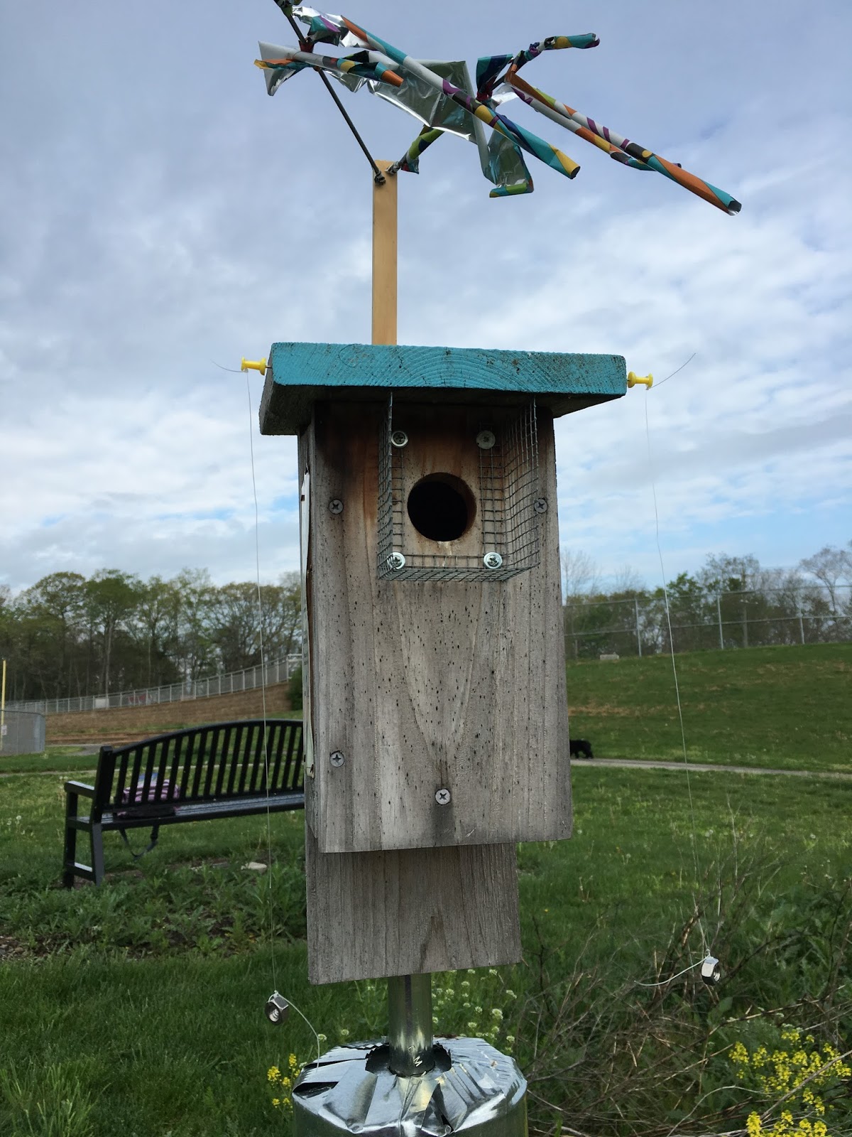 Bluebirds of Peters What? Fishing Line Helps Birds?!