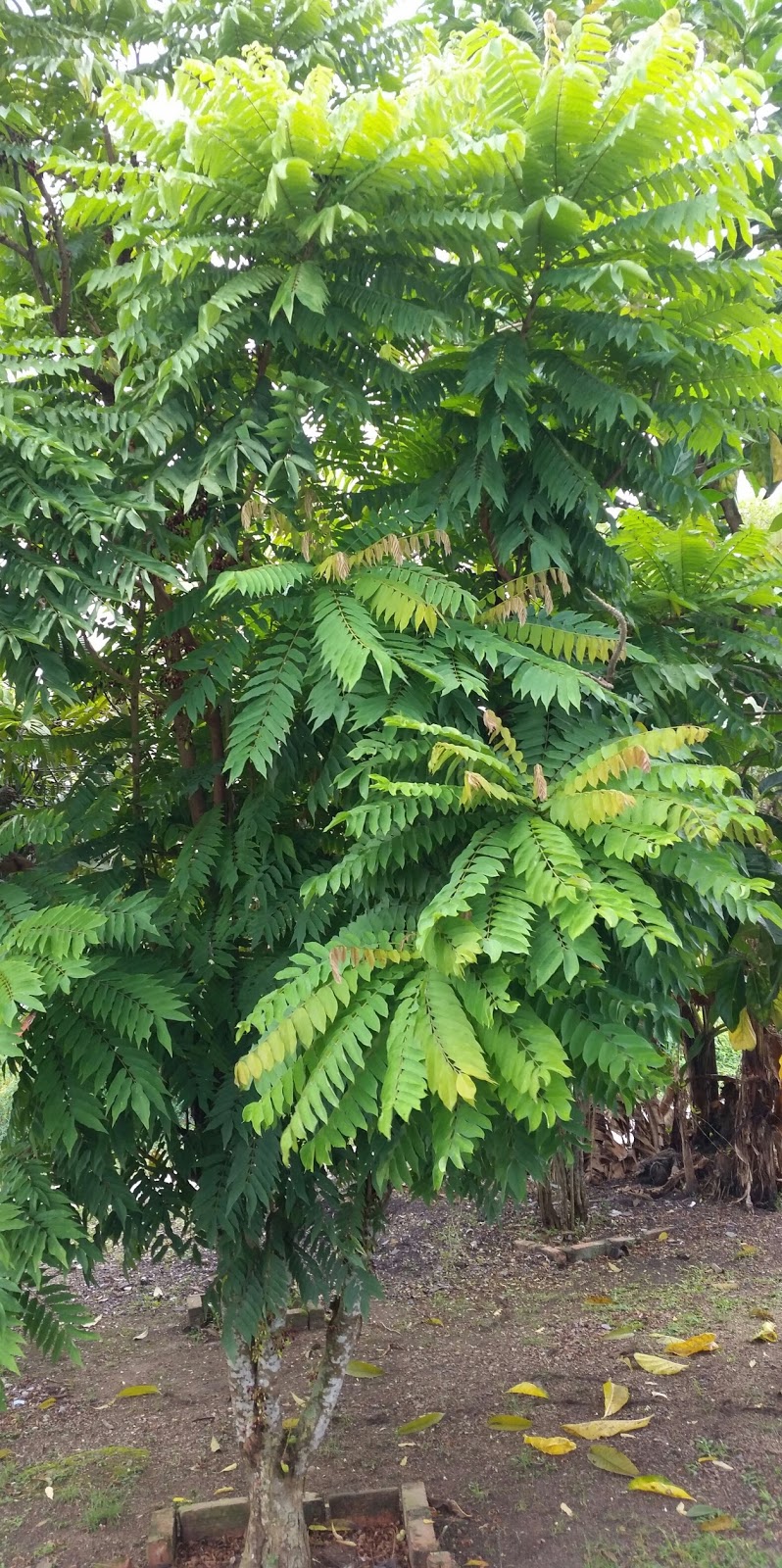 Warisan Petani Pokok Belimbing Buluh.