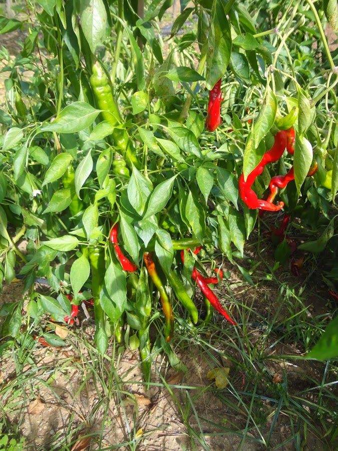 PIMIENTOS CORNETAS, FRUTOS ROJOS Y VERDES DE PIMIENTOS DE CUELGA
