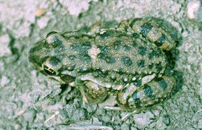 Argentina nativa Rana sapo (Leptodactylus bufonius)