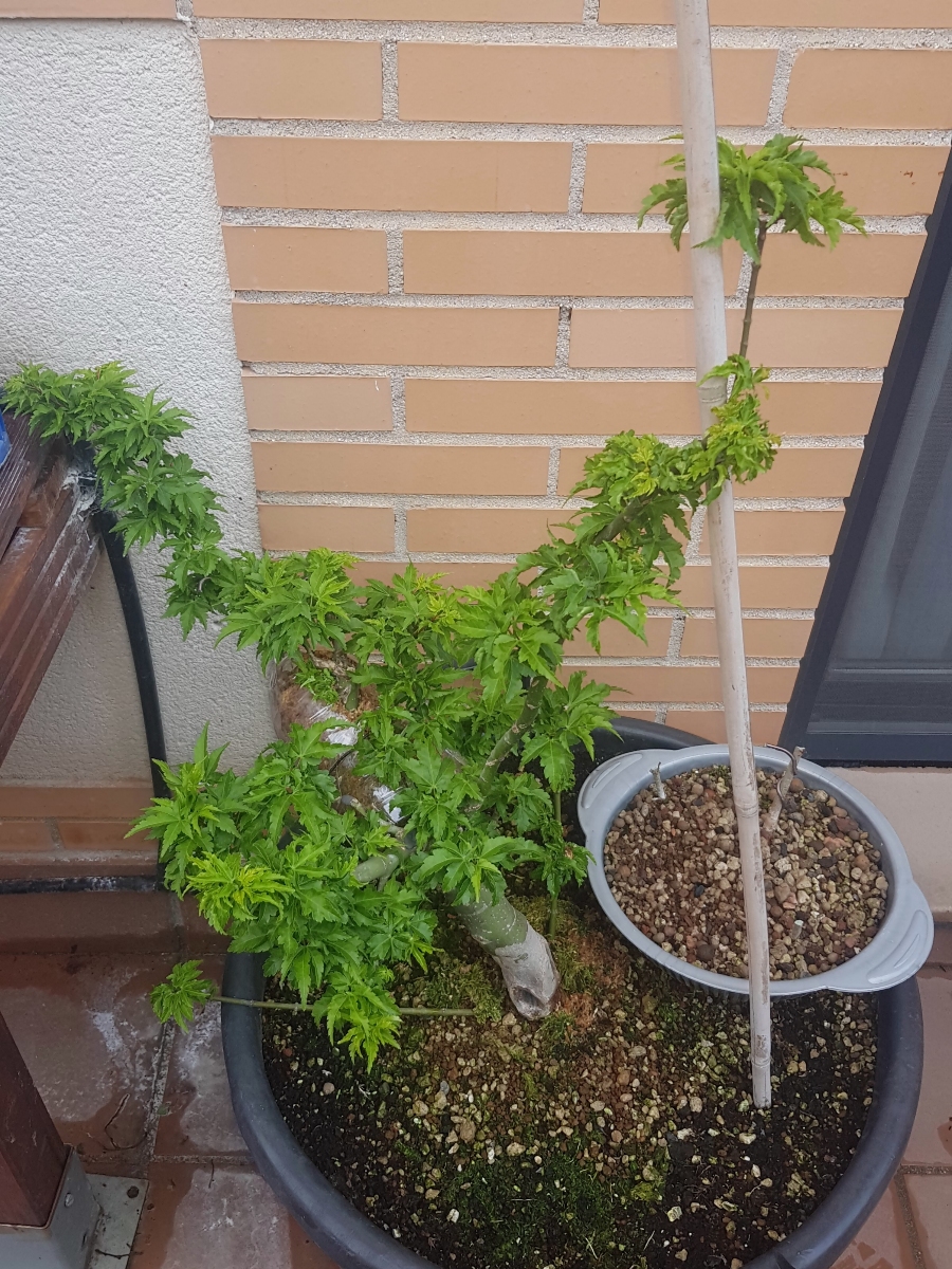 shishigashira - Acer palmatum shishigashira 20200323_182857
