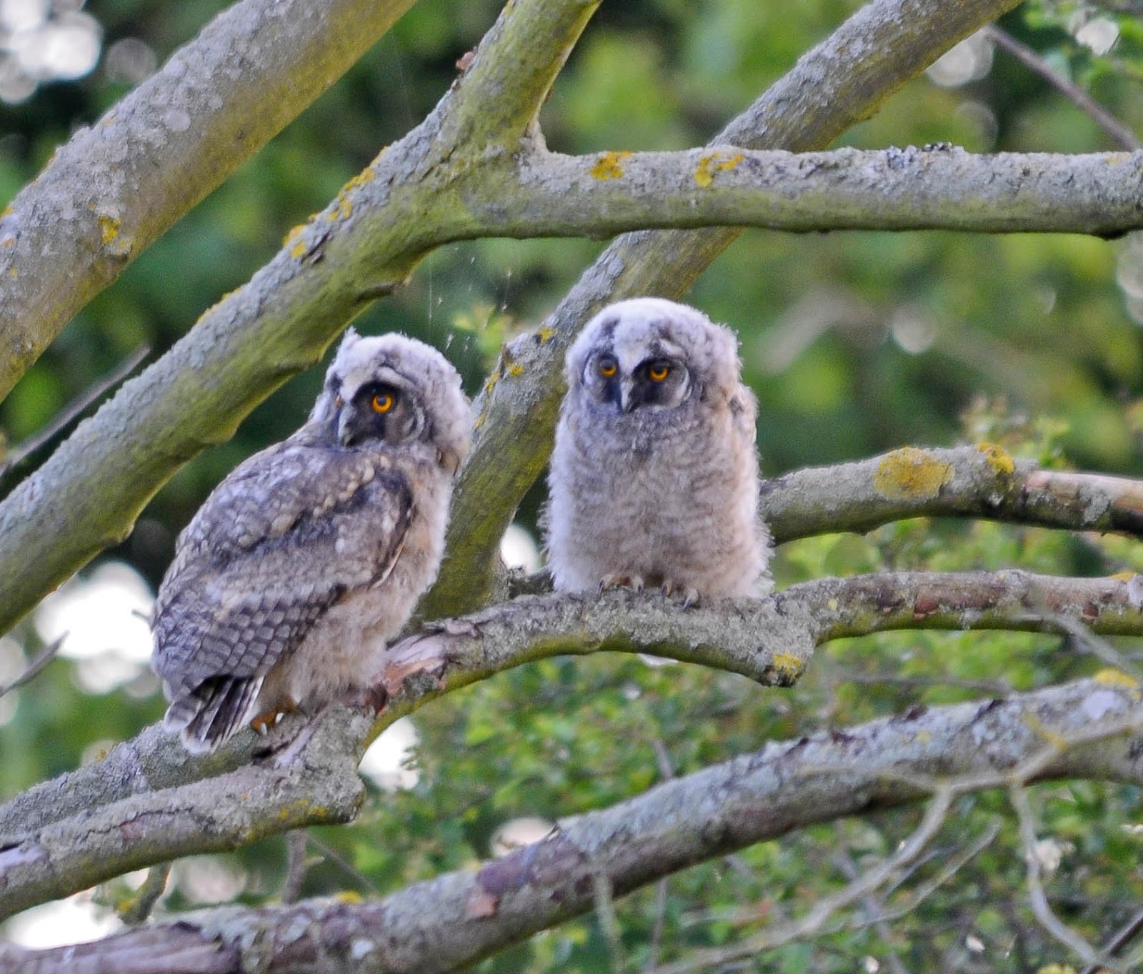Adventures With Mel & Syd: Long & Short Eared owls
