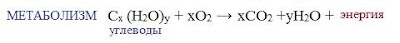 2%2B%25D1%2583%25D0%25B3%25D0%25BB В результате чего образуются моносахариды