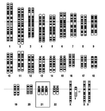 Pembahasan Soal Simak Ui 2017 Biologi Kode Soal 341 Myrightspot Com