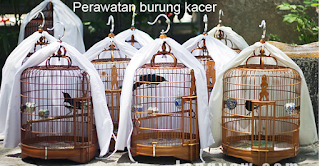 cara menjemur kacer tips menjemur kacer, menjemur kacer yang baik, cara menjemur kacer
