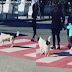 Cachorro de rua voluntariamente ajuda crianças de uma escola a atravessar e para carros com latidos
