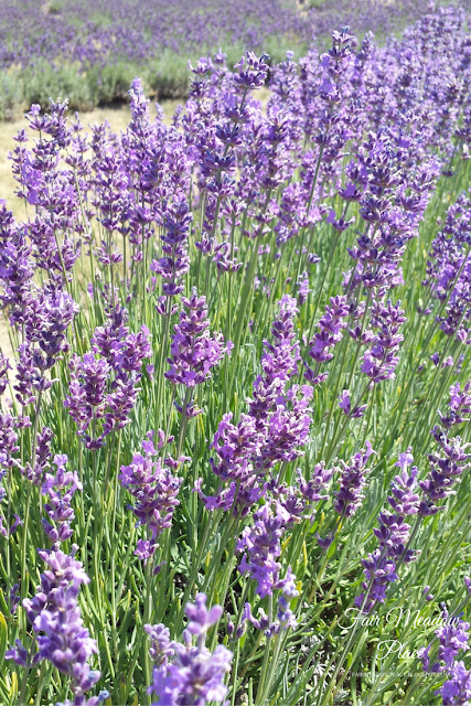 A Trip to the Lavender Farm
