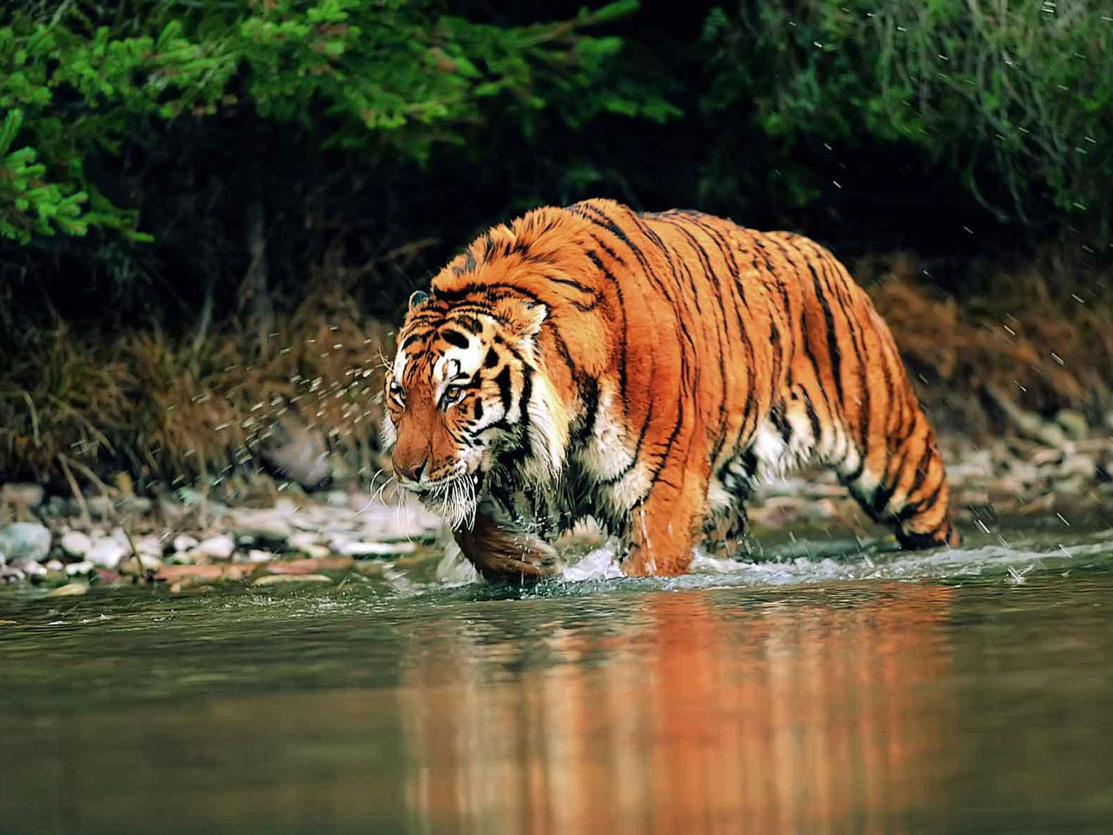 A Weekend Trip from Kolkata to Sundarbans