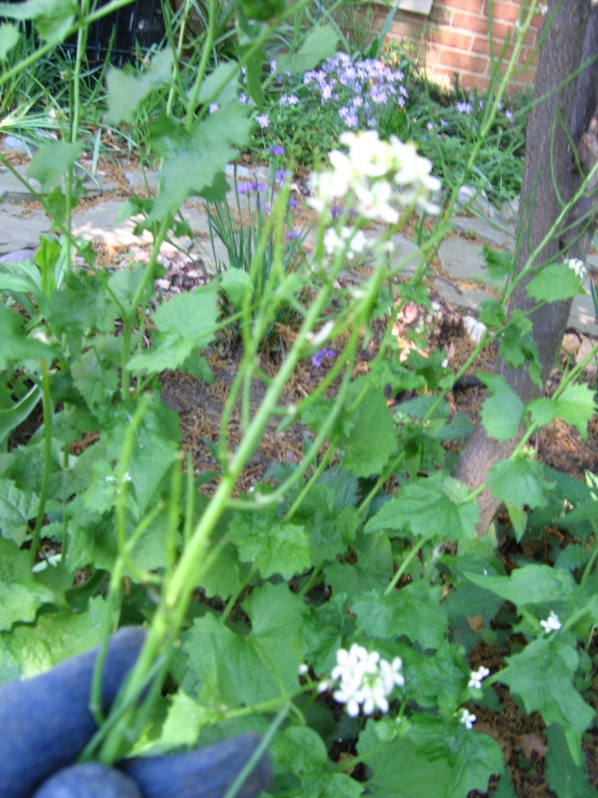 WashingtonGardener Invasive Species Spotlight Garlic Mustard