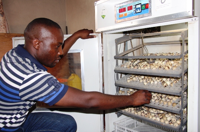 tne best incubator for quails tne best incubator for quails