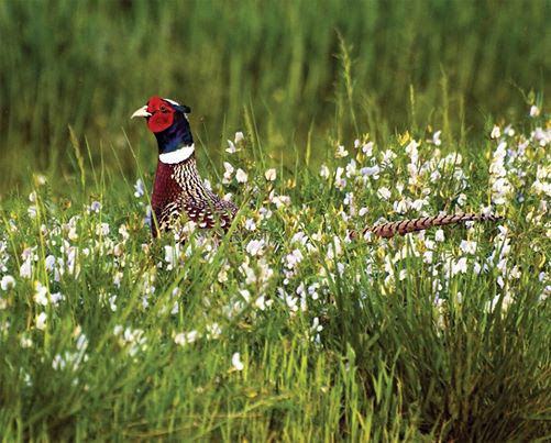 Pheasant Season in Maryland
