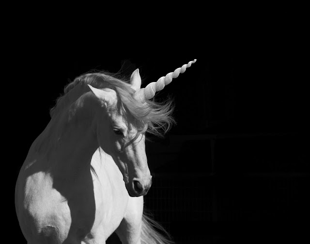 Base image for the Missing Unicorn project, by Camomile Hixon (2010). The image shows a white unicorn against a black background. The view sees the front of her body, and her head is turned to the right. The horn is a white twisted spiral and looks very realistic.