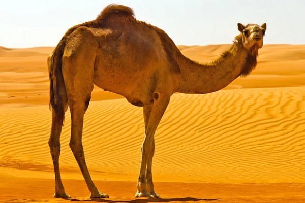 Syarat Syarat Hewan Kurban Kajian Sunnah