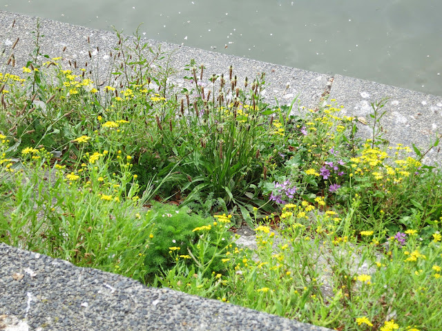 Plants by freshwater lake.