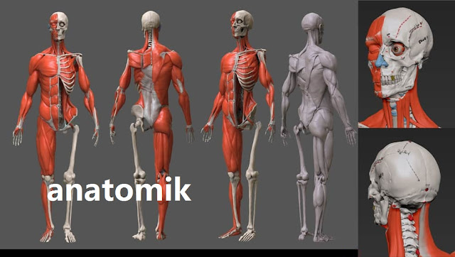 anatomik