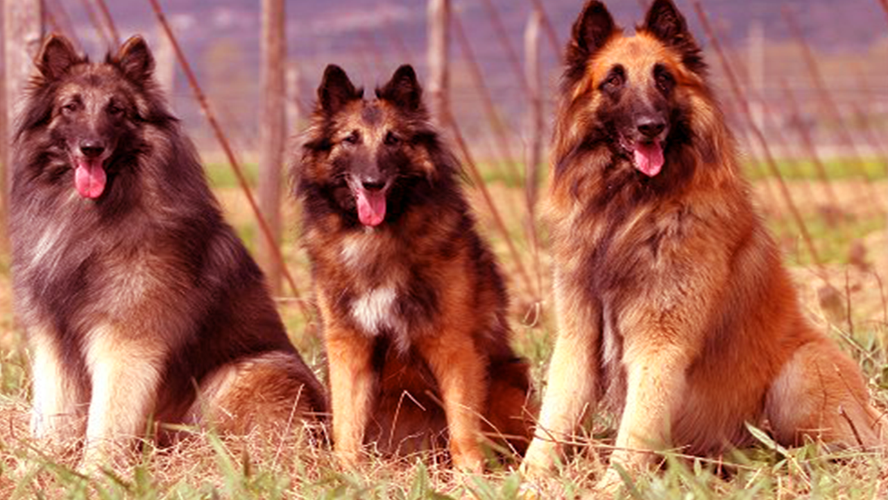 Les bergers belge Ce qui est bon chez eux, ce qui est mauvais chez eux