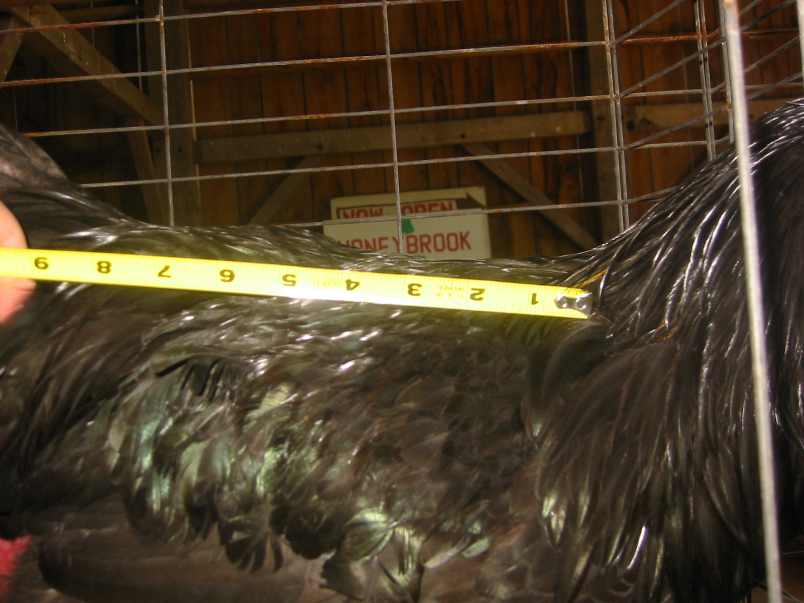 Java breeders: Black Javas