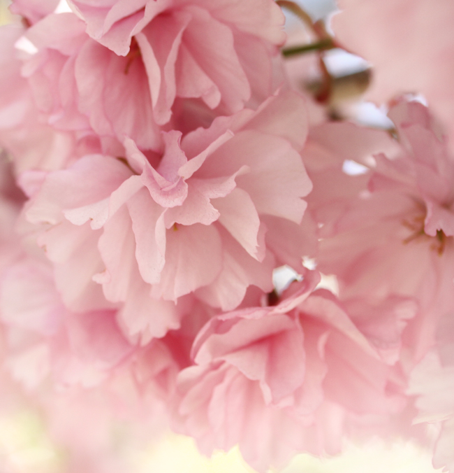 Cherry Blossoms, Sakura, Pink Cherry Blossoms, Cherry Blossoms New York, Floral Beauty