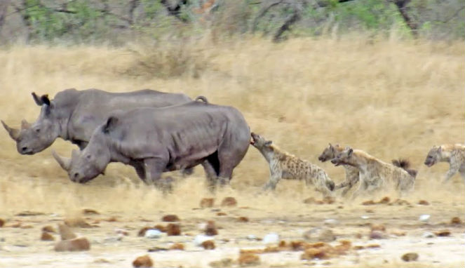Badak Bercula Satu Dimakan Hidup-hidup Kawanan Pemangsa Rakus - Blog
