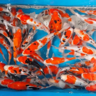 Bibit-Ikan-Koi-Super-1