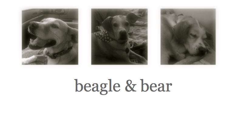 beagle & bear