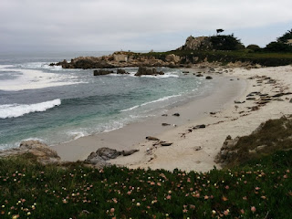 Harbor seals with pups on a beach, Pacifc Grove, California