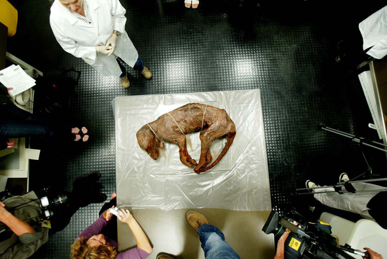 A preserved body of a thylacine at the National Museum of Australia in Canberra. 2005.