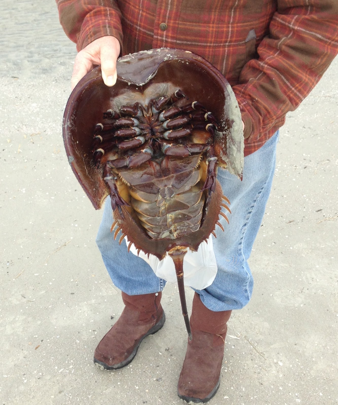 Journeys horseshoe crab