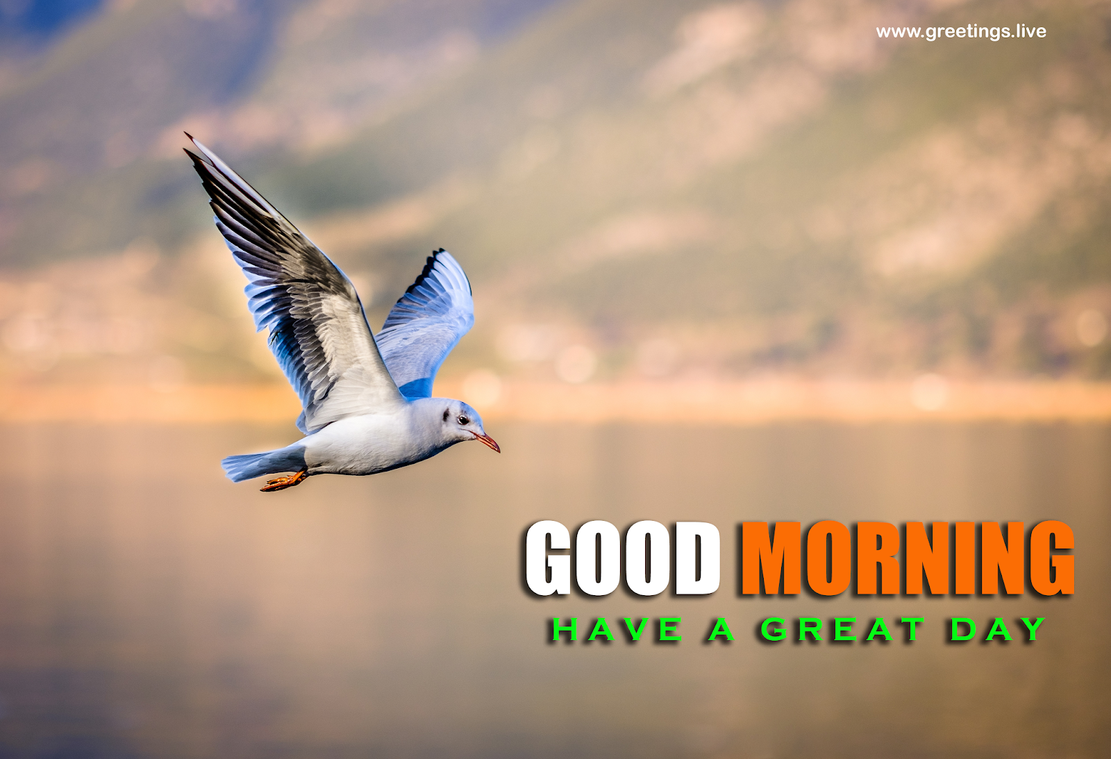 Greetings.Live*Free Daily Greetings Pictures Festival GIF Images ...